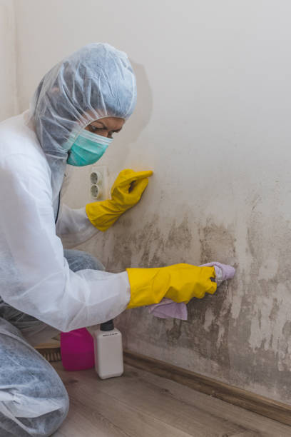 Best Asbestos and Lead Testing During Mold Inspection  in Mullens, WV