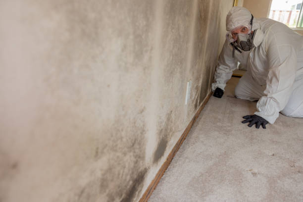 Forensic Mold Investigation in Mullens, WV